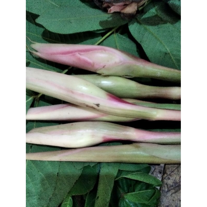 

BUNGA KECOMBRANG/HONJE/BUNGA ROMBEH 500 GRM
