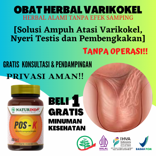 Obat Varikokel Paling Ampuh Bengkak Benjolan di Buah Zakar Nyeri Testis di Buah Zakar Pelancar Pered