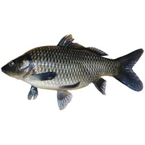 

IKAN MAS SEGAR & HIDUP | per Kilogram isi 2/3 PROMO