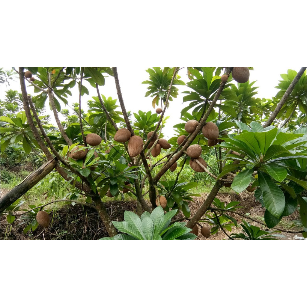 Bibit Buah Mamey Sapote