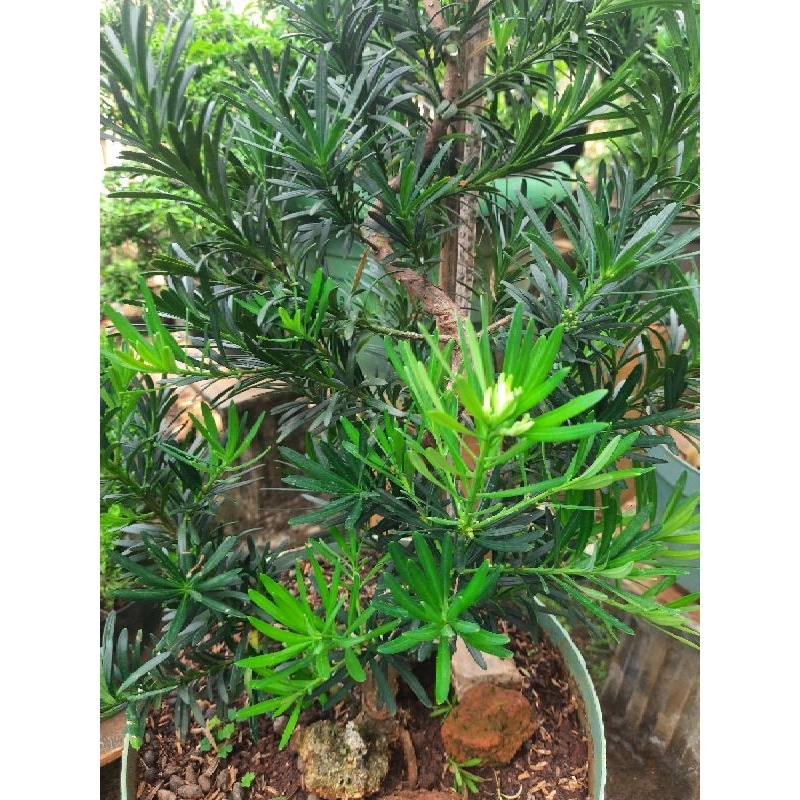 Paket 20 pucuk / entres lohansung micro