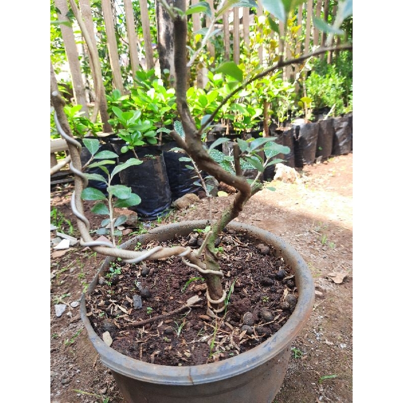 Bahan Bonsai Kiperak