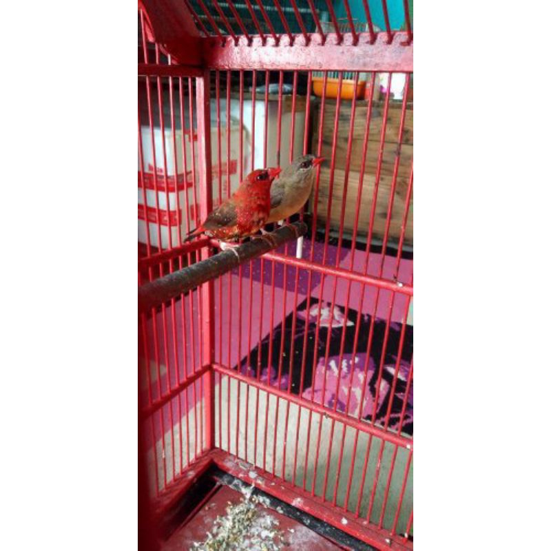 BURUNG STROBERI FINCH