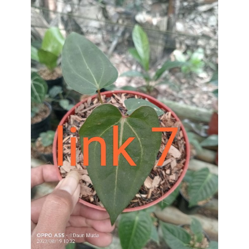 colocasia black coral