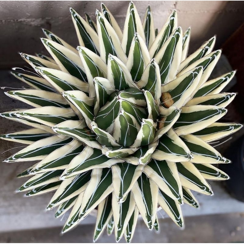 Agave victoria reginae White Rhino