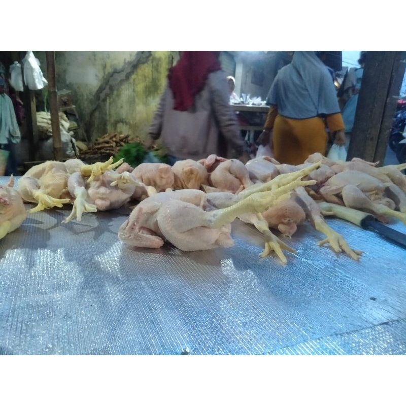 

ayam potong