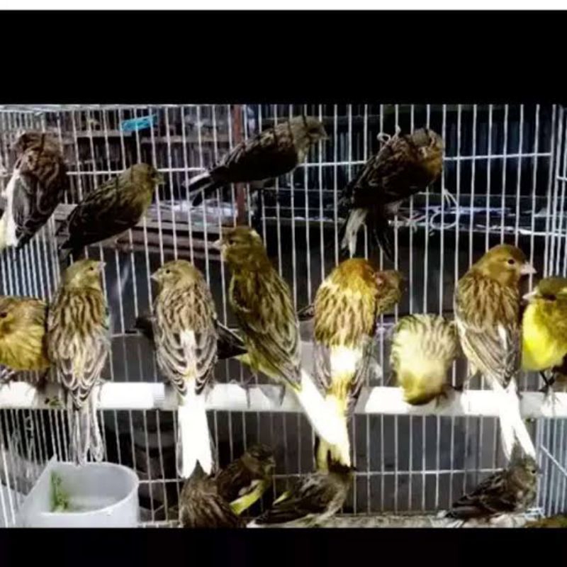 burung kenari  lokal super jantan