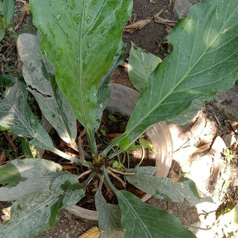 Bibit gelombang cinta