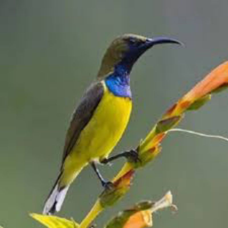 burung sogon pilihan jantan