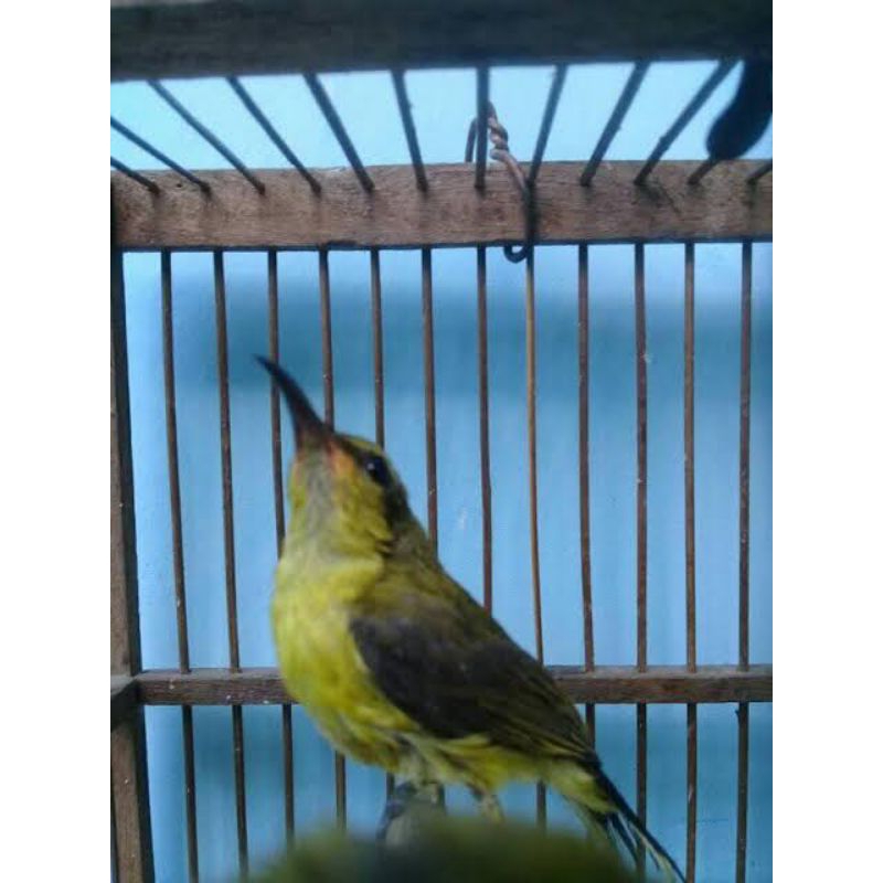 burung sogon ijoan prediksi jantan