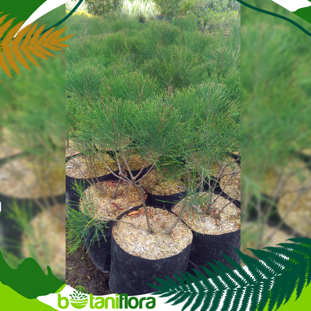 Tanaman Cemara Udang | Cemara Mini | Pohon Cemara Mini | Cemara Udang | Cemara Pantai