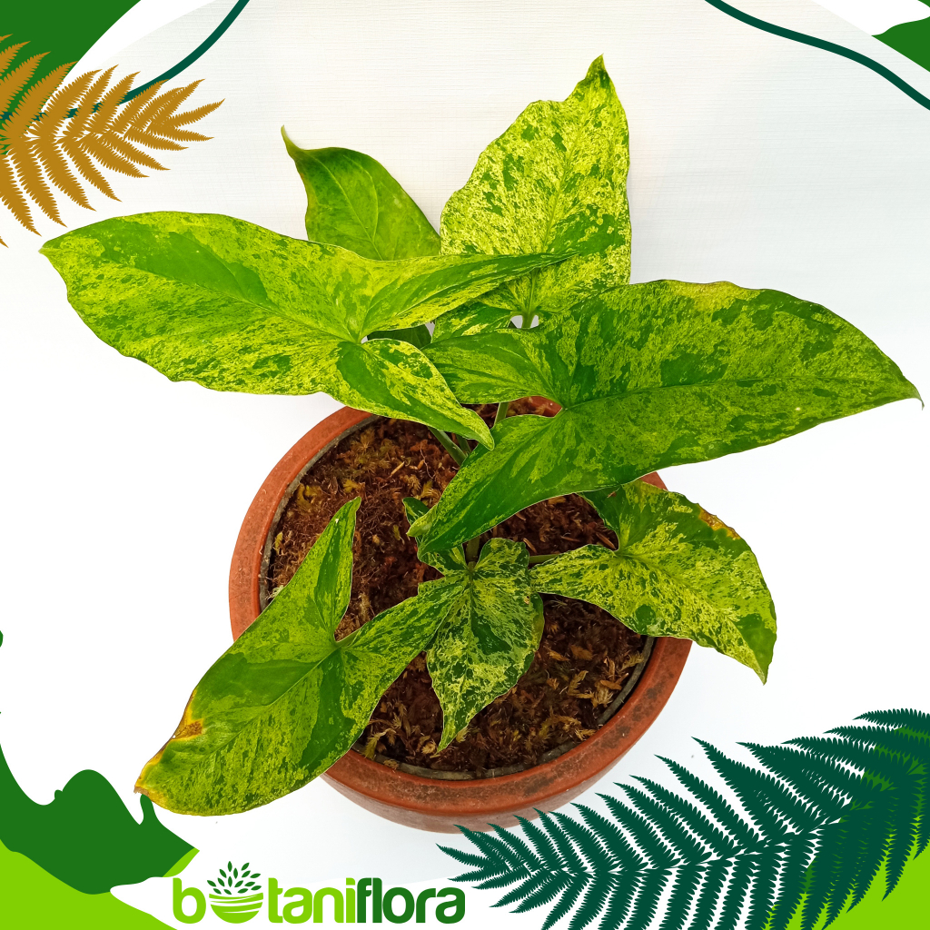 Tanaman Hias Daun Syngonium Mojito | Syngonium Mojito | Singonium Mojito Mottled