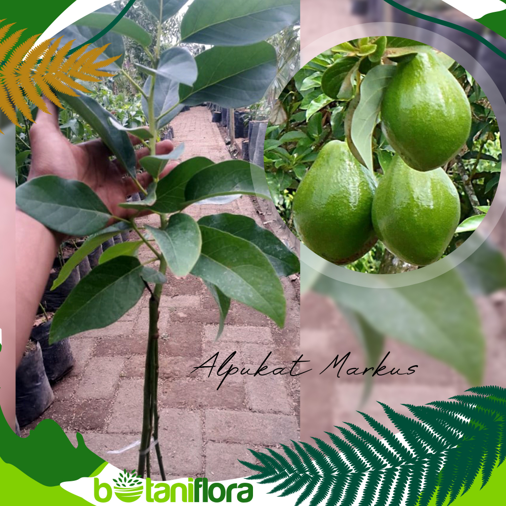 Bibit Alpukat Markus | Bibit Alpukat Kendil/markus Super Jumbo Genjah