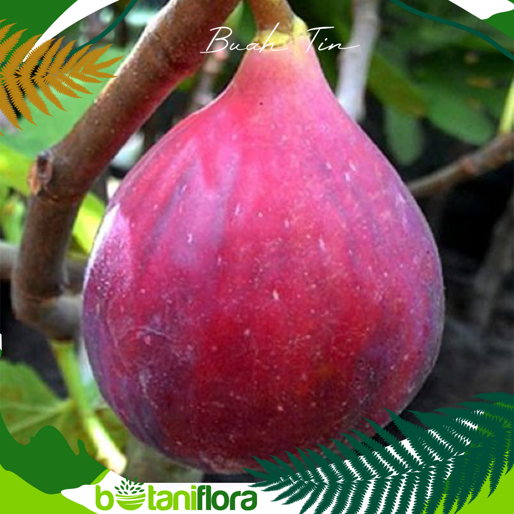 Buah Tin | Bibit Buah Tin | Tanaman Buah Tin | Tanaman Bibit Buah Tin | Tanaman Bibit Tin