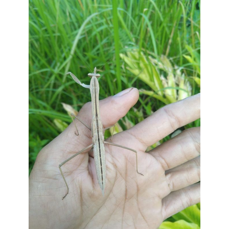 Belalang sembah hidup