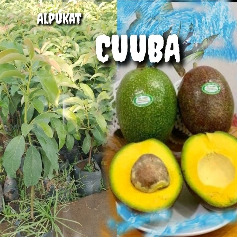 BIBIT ALPUKAT CUBA