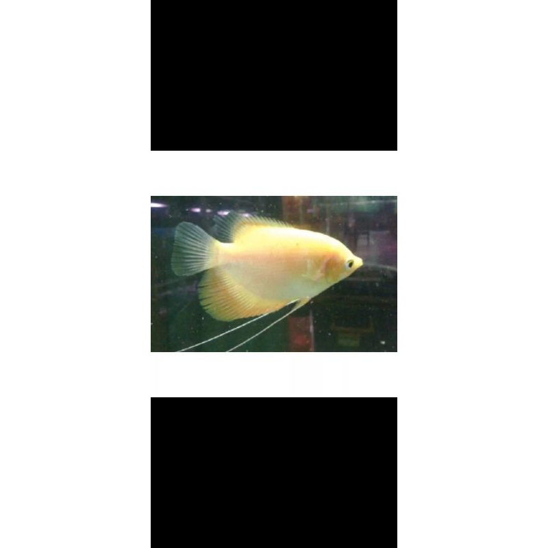 hiasan aquarium gurame padang