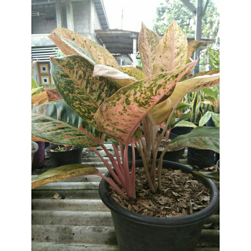 aglonema, aglo bigroy/bigroy murah/bigroy rumpun/bigroy jumbo besar