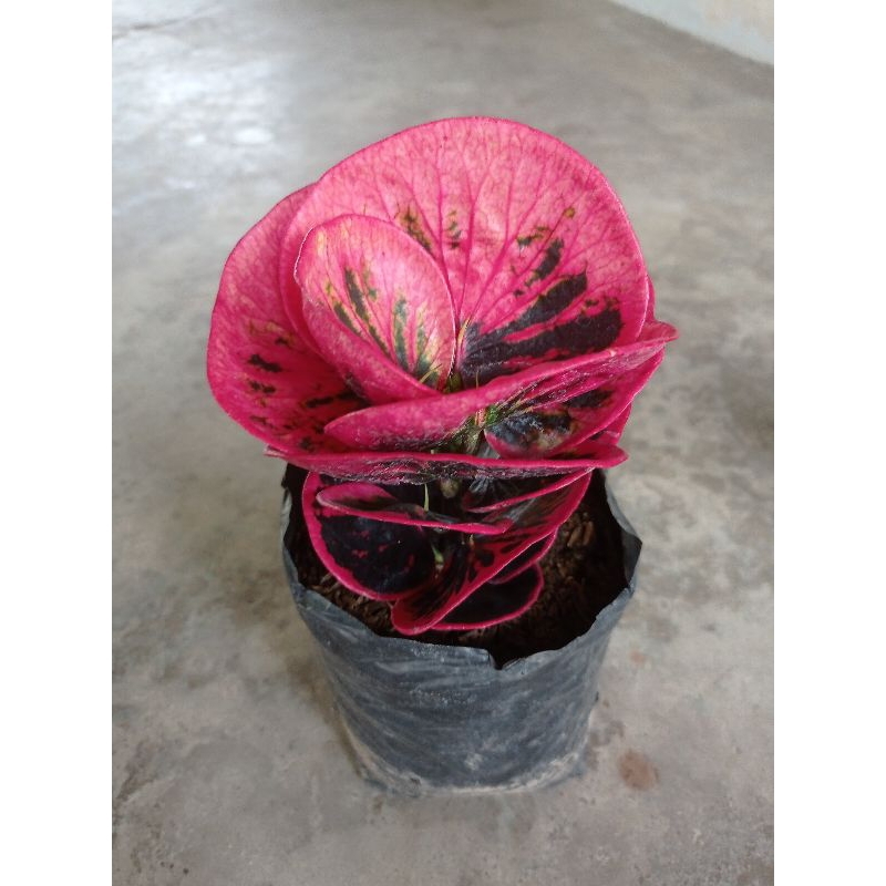 bibit tanaman hias bunga puring apel black rose