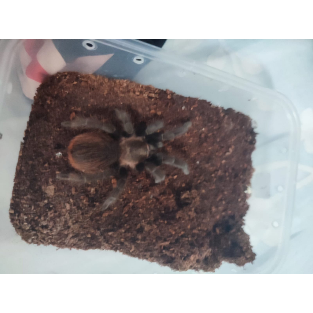 Tarantula boehmei dan vagans