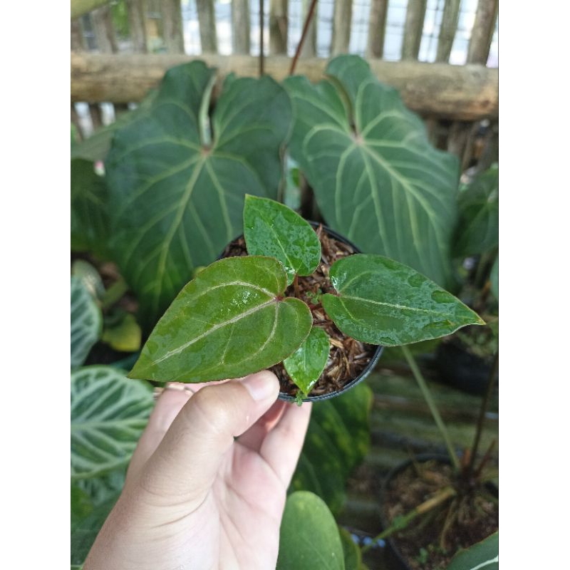 Anthurium Red of Java (ROJ) x Silver Blush