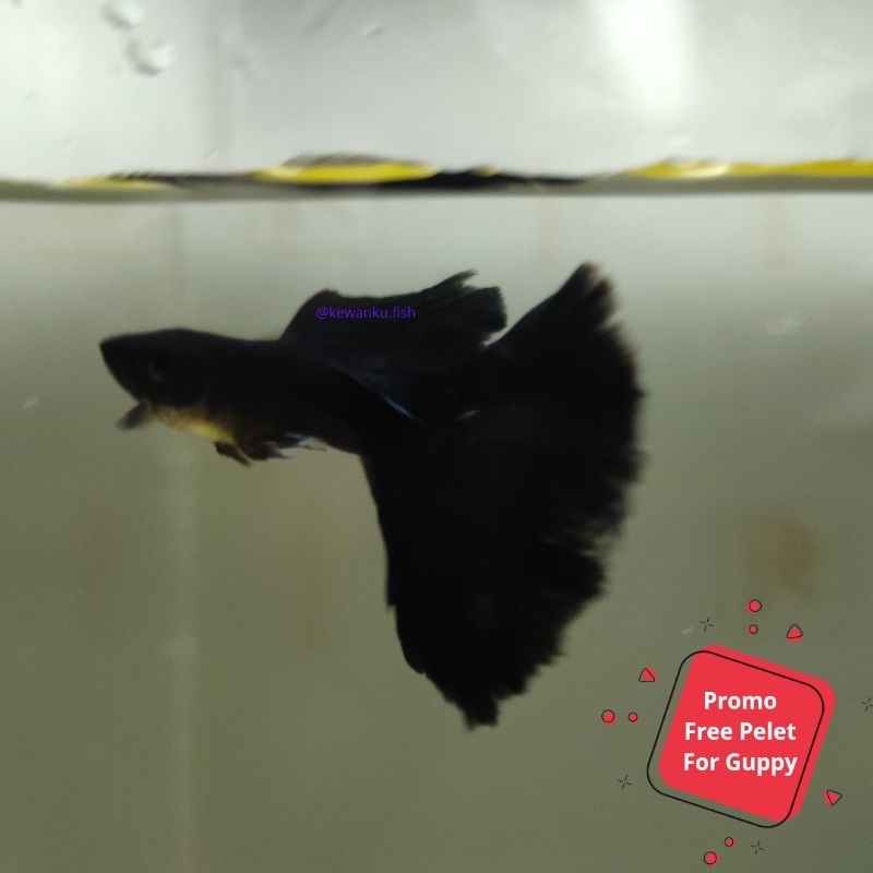 Gambar Guppy Black Moscow Dumbo Ear Grade A