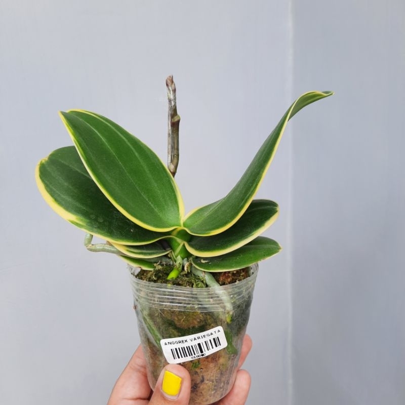 anggrek bulan variegata