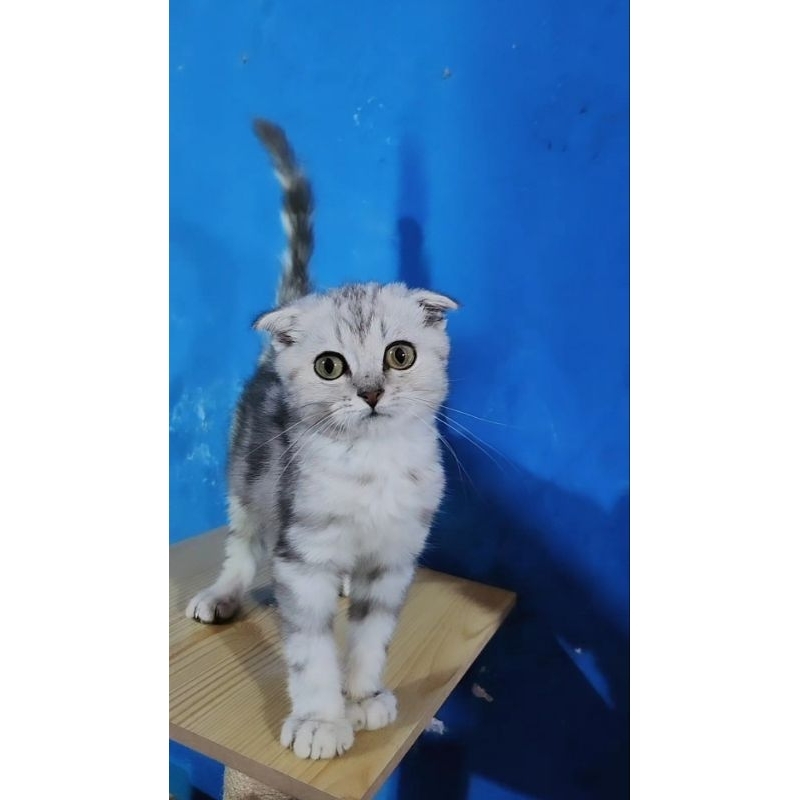 scottish fold silver