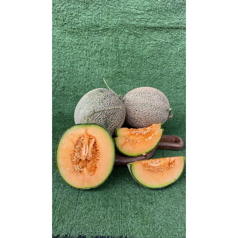 

Rock Melon Sunpride 1 Buah