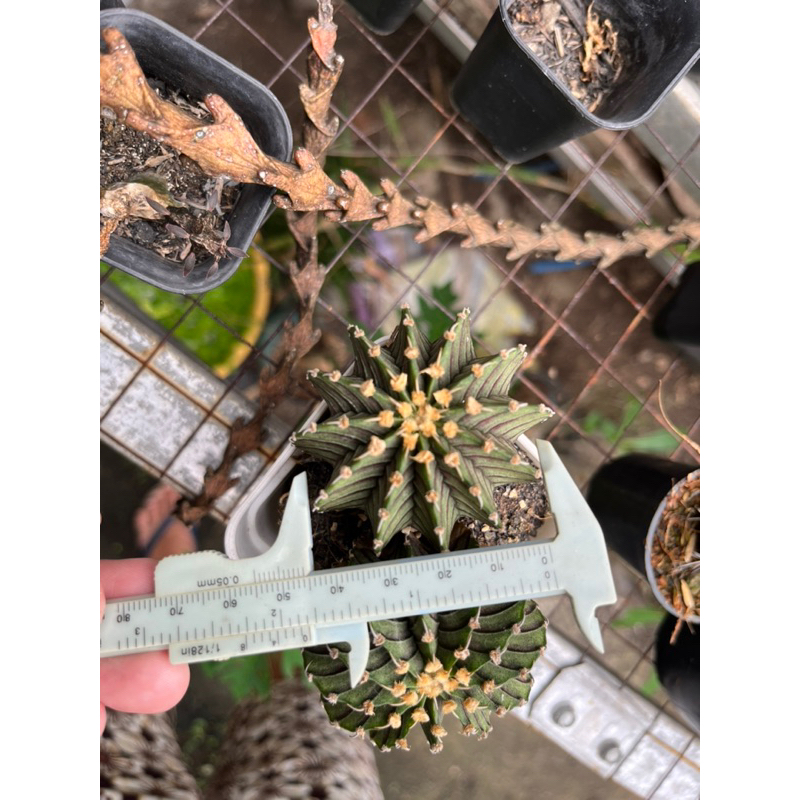 Kaktus Gymnocalycium lb2178 ori potelan berakar
