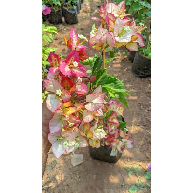 Tanaman Bougenville import sufia indiana