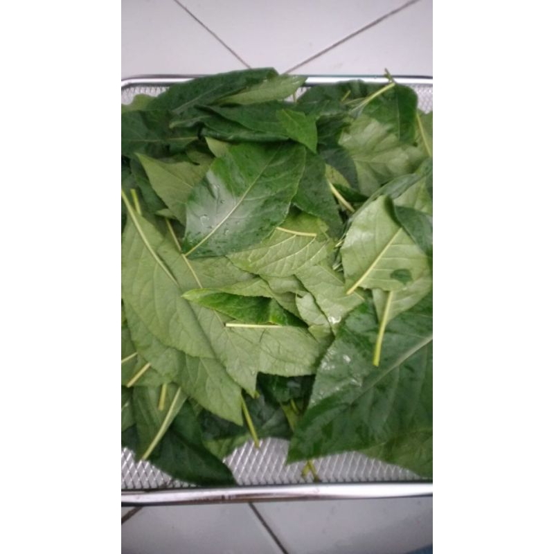 

DAUN PENYAMBUNG NYAWA (per Helai)