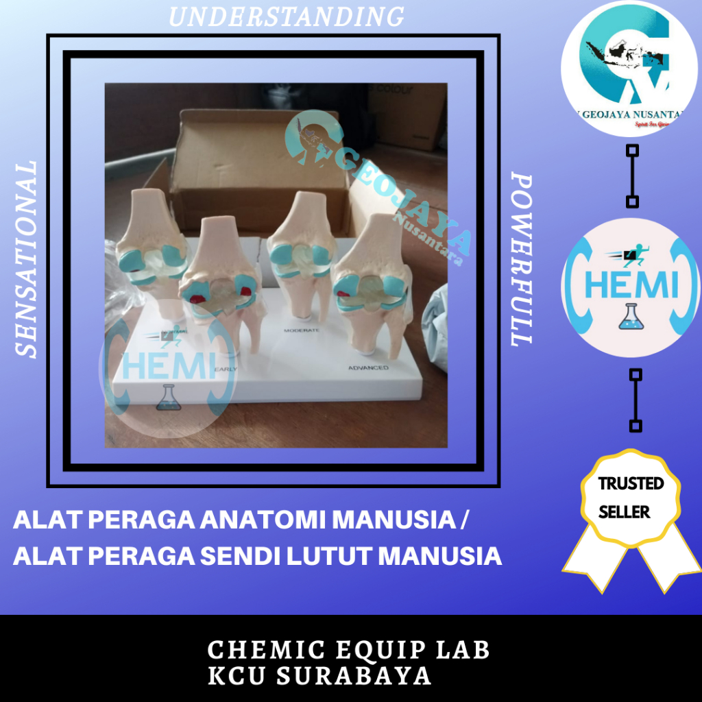 ALAT PERAGA ANATOMI MANUSIA / ALAT PERAGA SENDI LUTUT MANUSIA