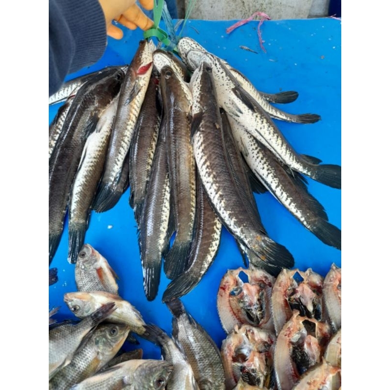 

Ikan Gabus Liar Segar Sehat Sumber Protein Omega 3