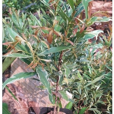 pohon pucuk merah varigata