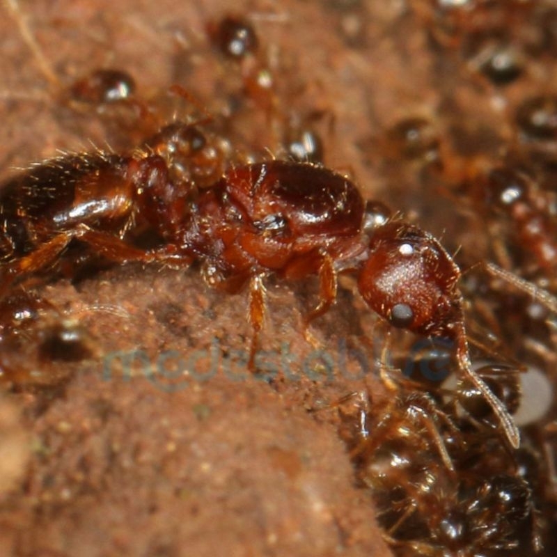 Pheidole megacephala Fertile Queen x3 | Ratu Semut koloni / single queen