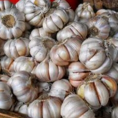 

bawang putih 1 kg