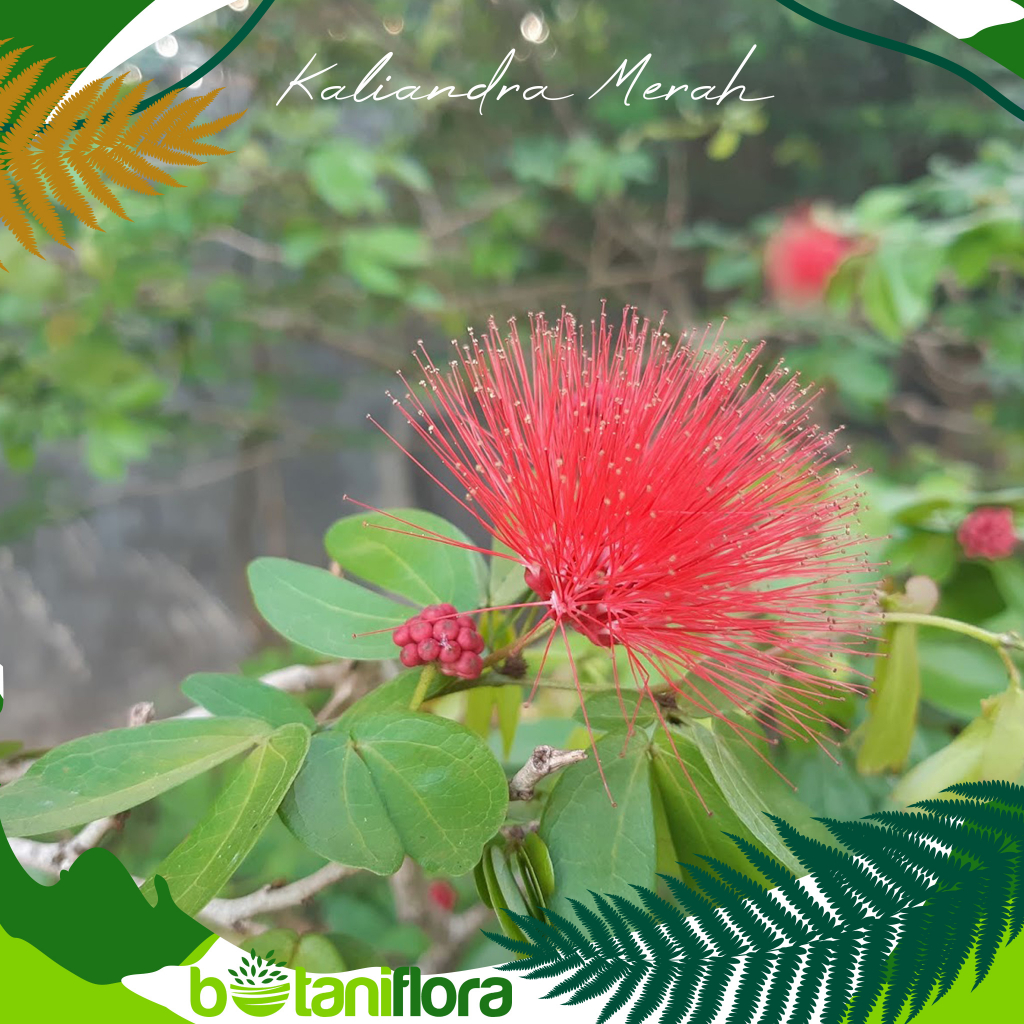 Bunga Kaliandra Merah | Tanaman Hias Kaliandra | Tanaman Semak Kaliandra Merah
