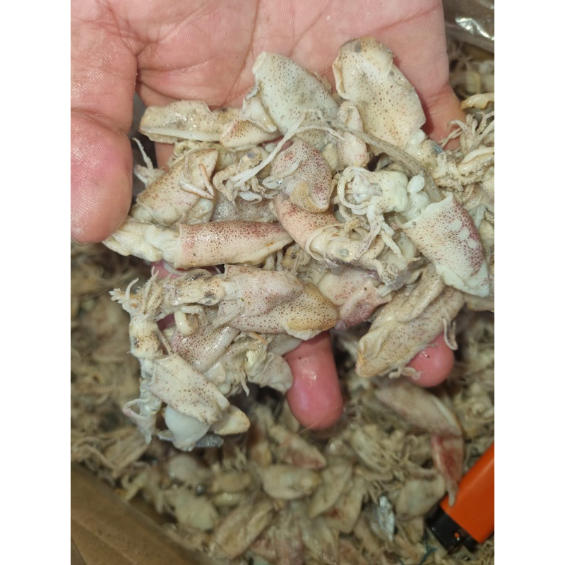 

baby cumi asin kemasan 1 kg