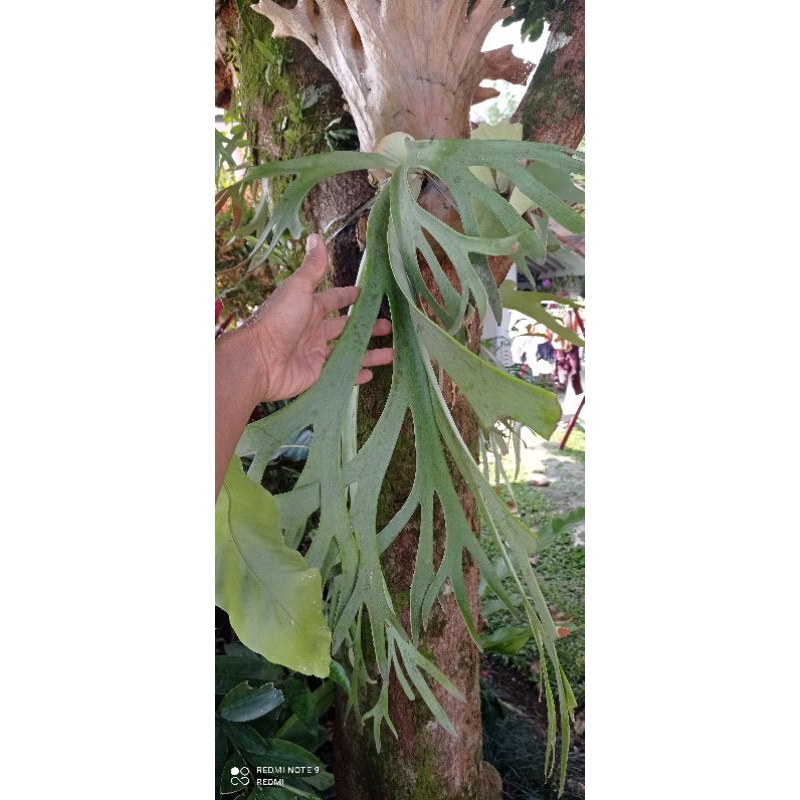 platycerium tanduk rusa