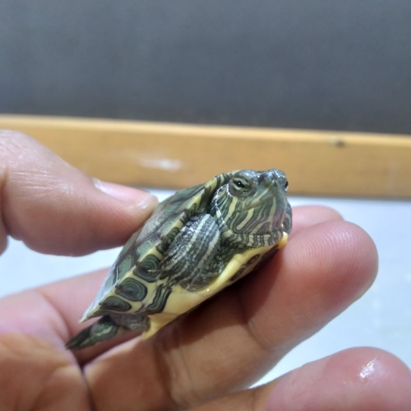 BABY KURA KURA BRAZIL 4-5 CM | ANAKAN KURA BRAZIL | BABY TURTLE | GOJEK INSTANT ONLY
