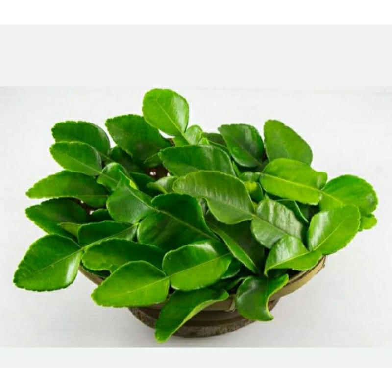 

daun jeruk segar 250gram