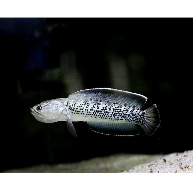 Stewarti BlackGalaxy 5-7cm full dott 