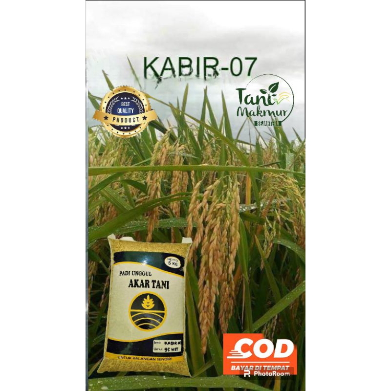 benih padi kabir 07 kemasan 5kg