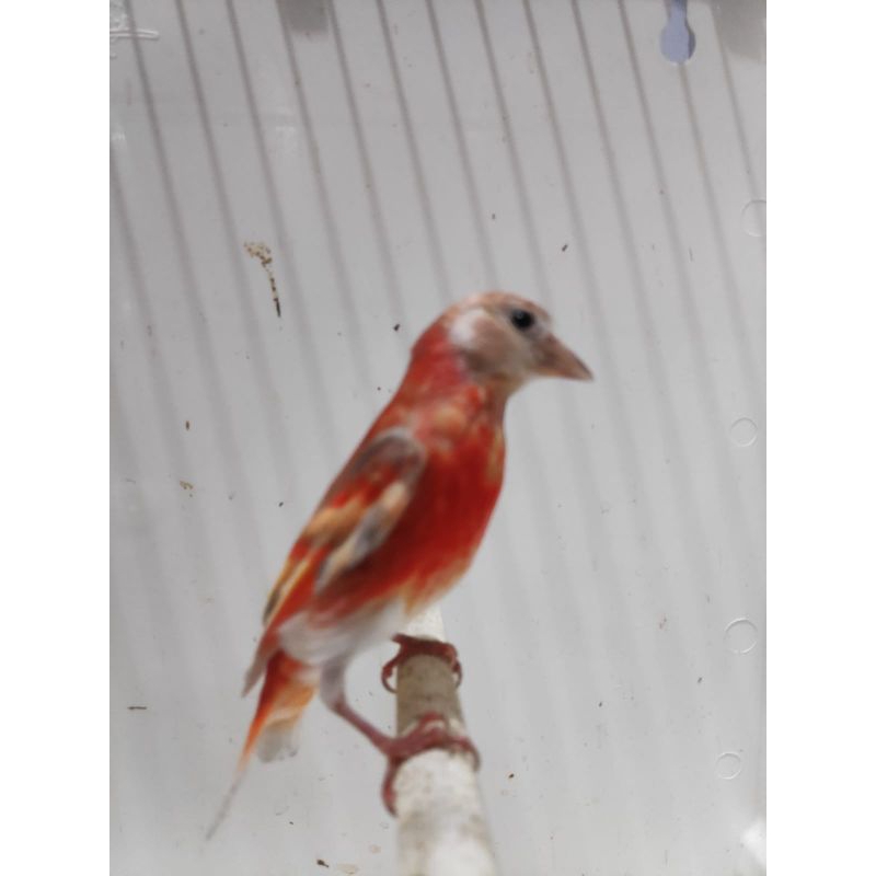 Red siskin double dilute jantan