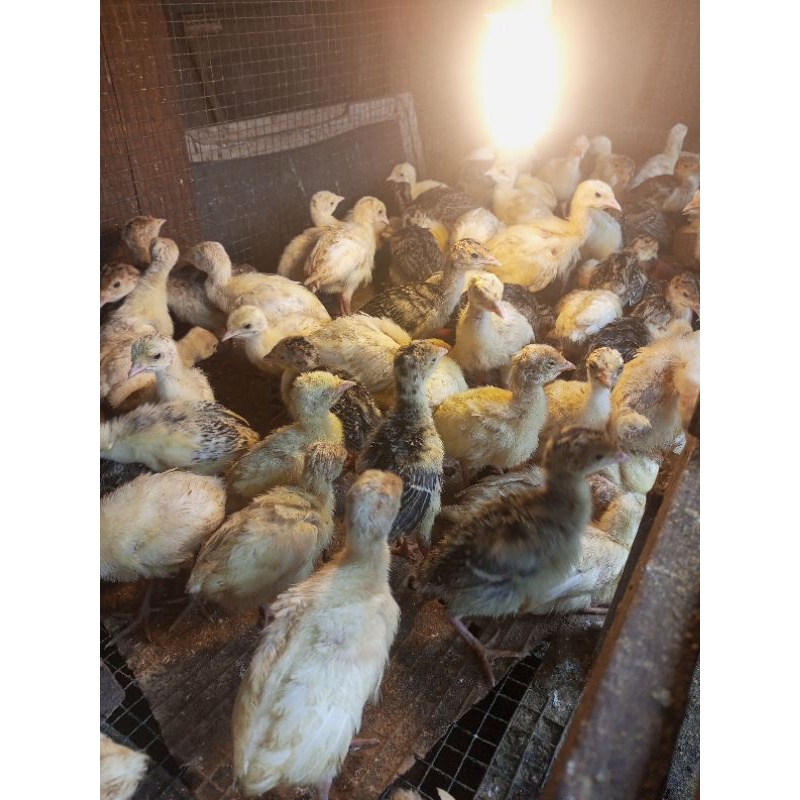 ayam kalkun - bibit ayam kalkun - bibit kalkun