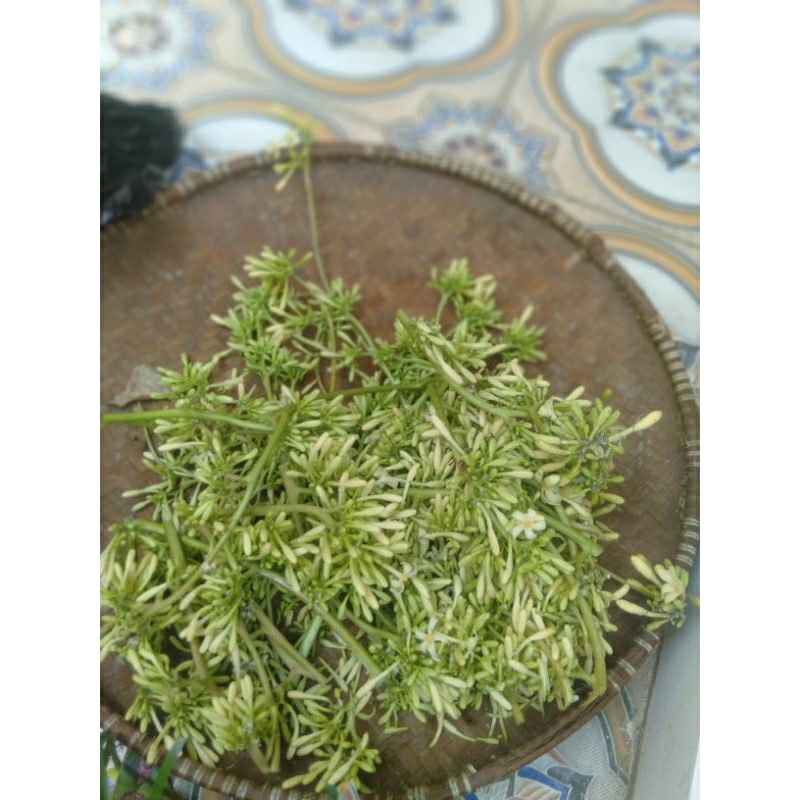 

jual bunga pepaya segar 1kg