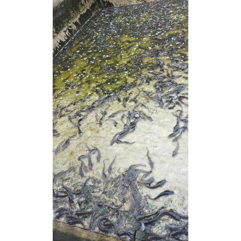 

Ikan Lele Seger Budidaya Sendiri