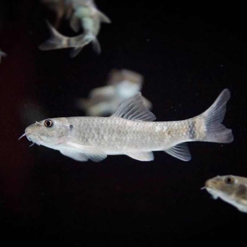 

ikan terapi garrarufa turki 100 ekor