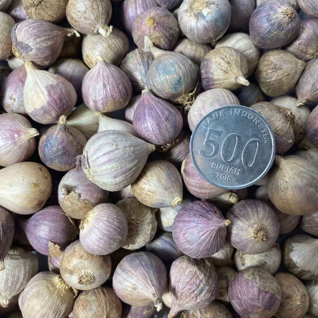 

RB Bawang Putih Tunggal Kecil / Lanang Tanggung 1kg